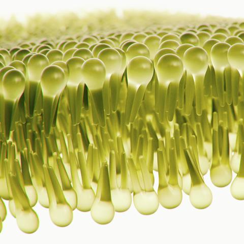 Image showing lipids close up