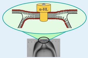 BLM-schematic-300