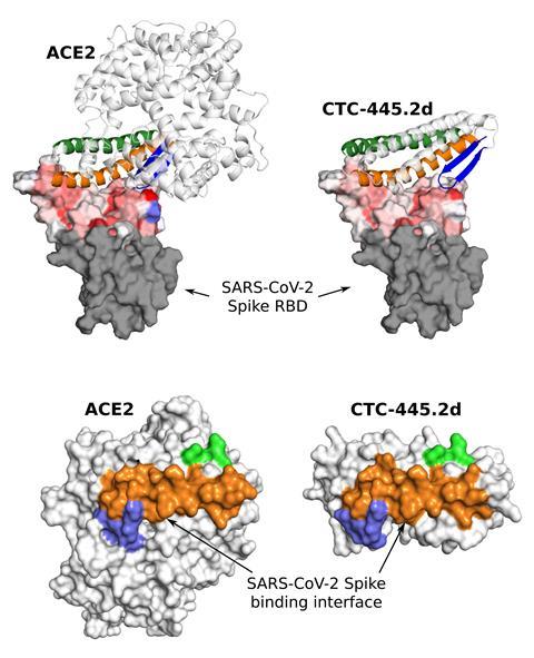 An image showing a comparison of ACE2 and CTC-445 