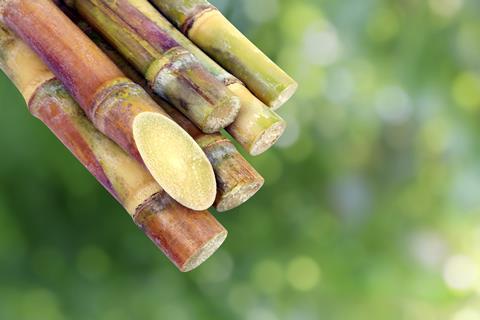 Close up of sugar canes 