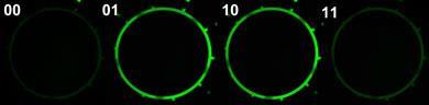 microfluidic-XOR-gate-390