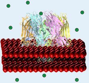 a-HL-in-bilayer-300