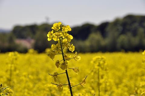 Closeup of rape seed flower in field 