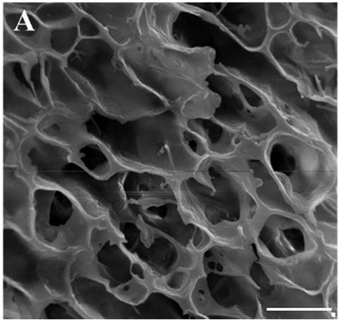 Scanning electron microscope image of the tofu scaffold