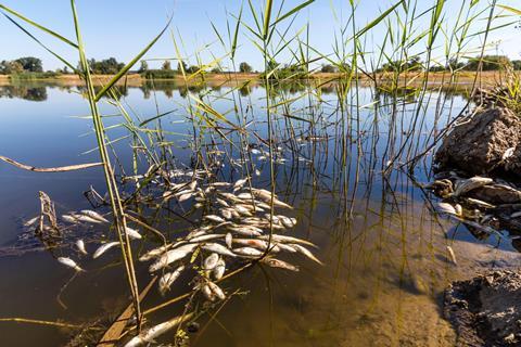 Dead fish from algal bloom