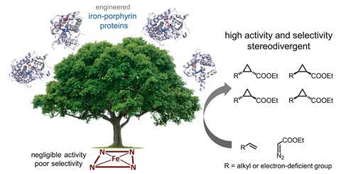 Diverse engineered heme proteins enable stereodivergent cyclopropanation of unactivated alkenes