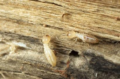 termites_shutterstock_1604139_410