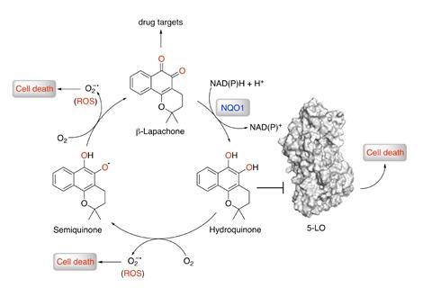 Activation of the quinone results in a hydroquinone species responsible for generation of reactive oxygen species (ROS) and inhibition of 5-LO.