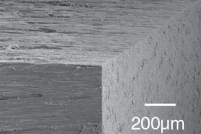 An SEM image of the cooling wood showing the aligned wood channels