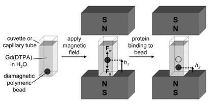 maglev-protein-binding-Fig1_410