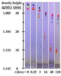 maglev-protein-binding-fig6_250