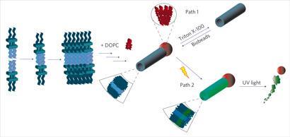 vesicle-capped-nanotubes_410