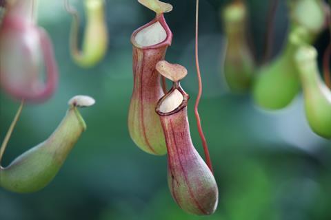 An image showing a tropical pitcher plant