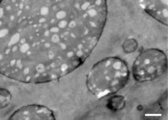 Transmission Electron Micrograph (TEM) of materials