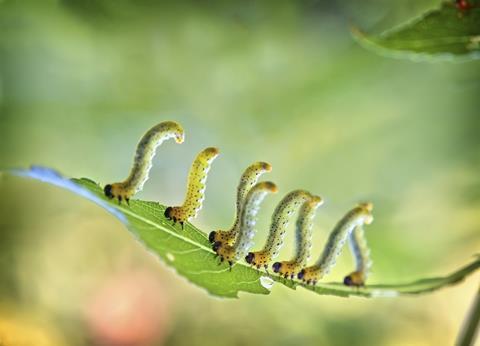 Caterpillars on a leaf