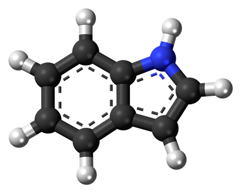Ball-and-stick model of the indole molecule, a nitrogen heterocycle and a simple aromatic ring.