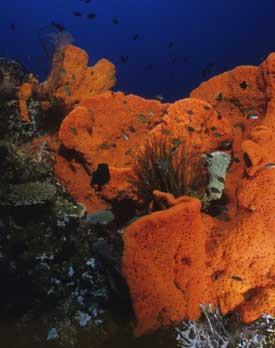 sea-sponge-275