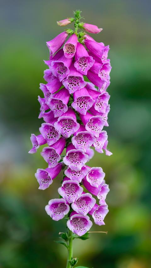 Close up of foxgloves