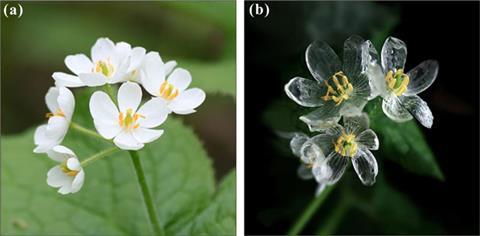 Skeleton Flower: A Complete Guide on How to Grow and Care for It