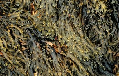 Seaweed_410