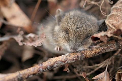 Young long-tailed field mouse