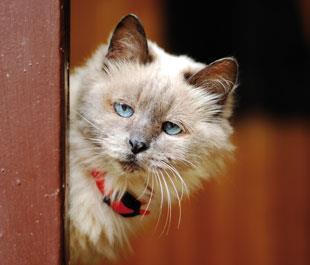 FEATURE-PET-MEDICINE-310