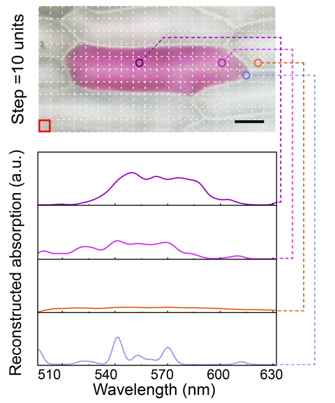 An image showing a nanowire spectrometer