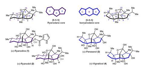 Chemical structure, carbon numbering and ring system letter assignment for the ryanodane (left) and isoryanodane (right) diterpenes