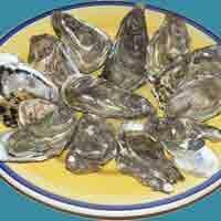 Oysters-200