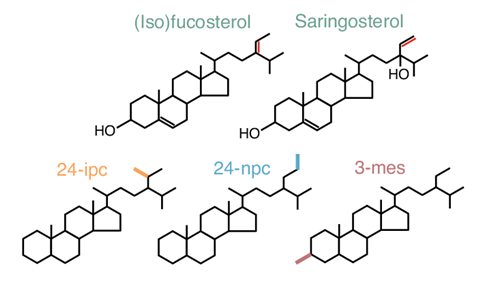 An image showing the molecular structures of isofucosterol, fucosterol, saringosterol and C30 steranes