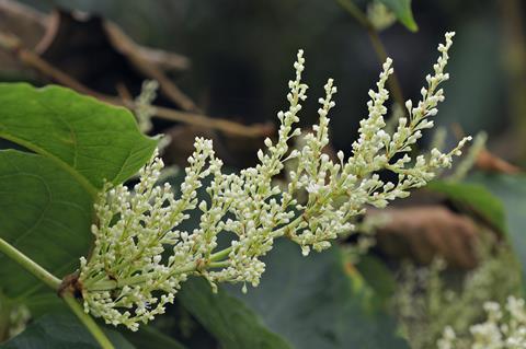 Japanese knotweed