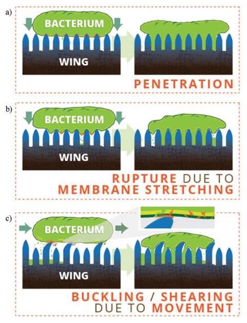 Schematic illustrations of bactericidal mechanisms of insect wing nanopatterned surfaces