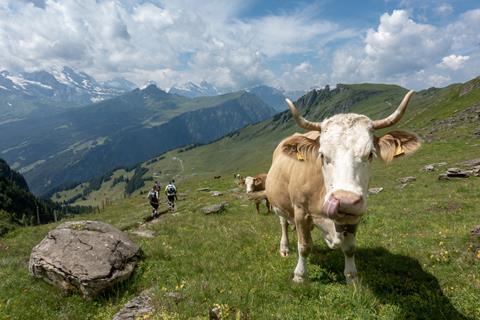 An image showing a cow in the Swiss Alps