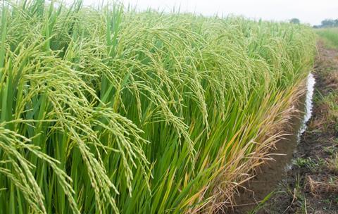 A photograph of a rice field