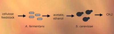 methyl-iodide-biomass-400