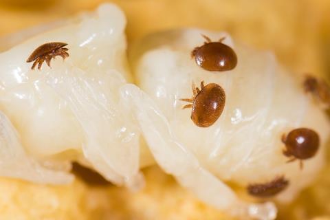 Varroa destructor mite on a honey bee pupa