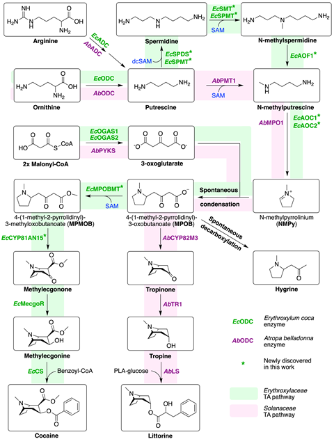 Discovery and Engineering of the Cocaine Biosynthetic Pathway