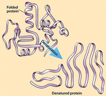 FEATURE-protein-denaturation-340