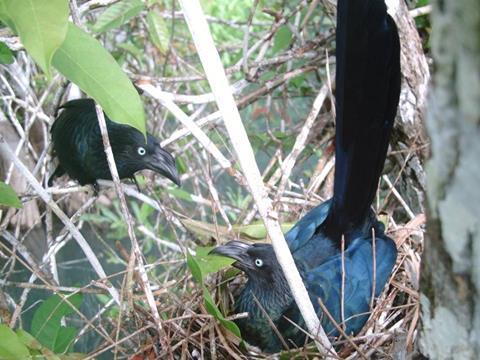 Greater Ani pair at nest