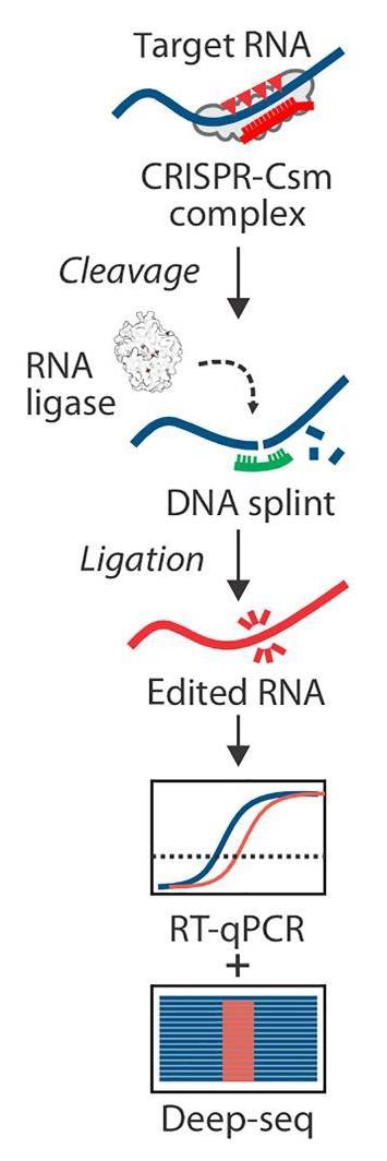 Gene editing