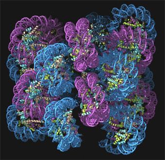 FEATURES-CHROMATIN-340