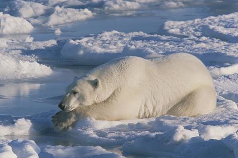 Polar bear hunting