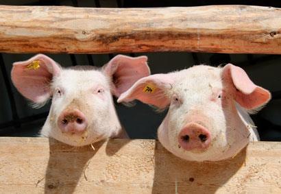 Pigs_shutterstock_410