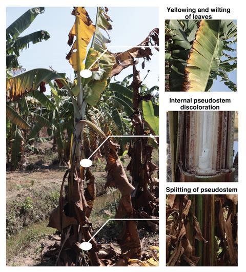 Panama disease