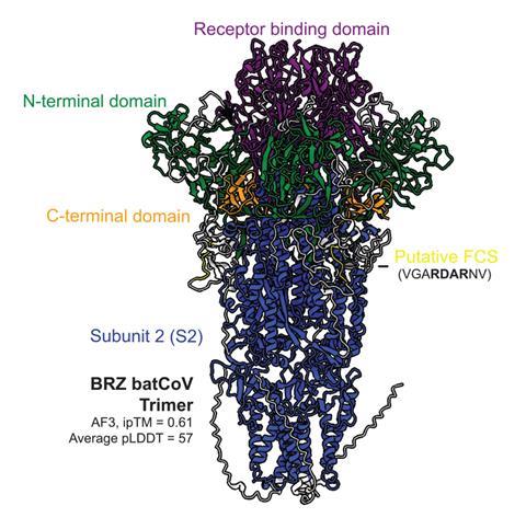 A structure diagram of a protein featuring a receptor binding domain, N- and C- terminal domains, Putative FCS and subunit 2