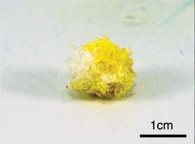 A representative ovule after day 20 of incubation with 6CF-Glc, showing yellow coloration of the fibers.