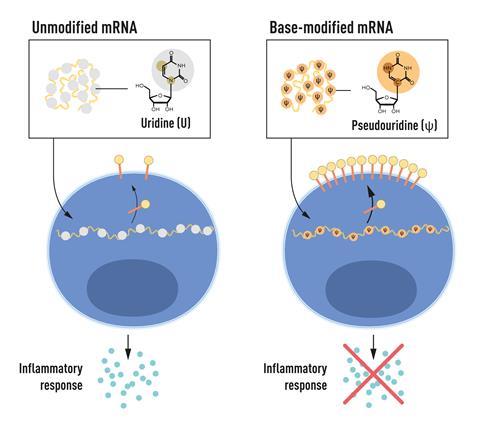 mRNA