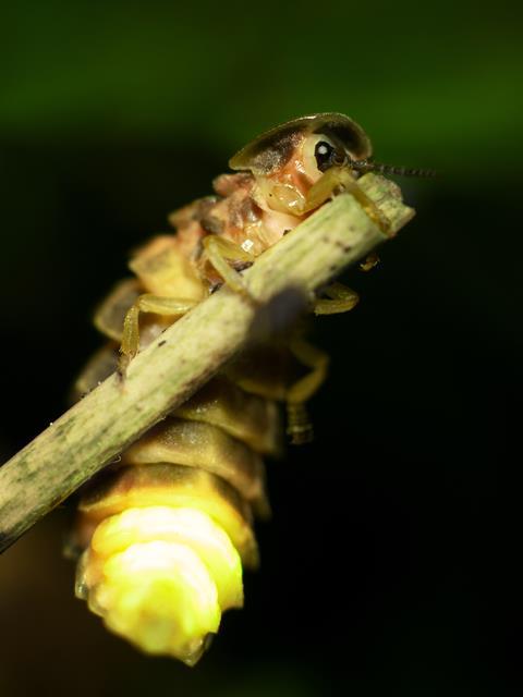 Close up of a glow worm on a branch