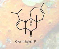 CYANTHIWIGIN-250