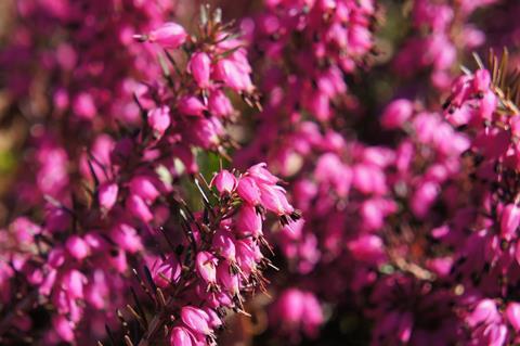 Pink Erica flowers